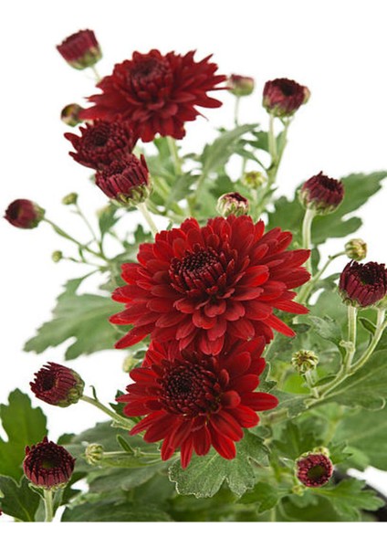 Videolu Kırmızı Renk Kasımpatı Çiçeği 1 Adet Saksılı 15-30 cm Teras Bahçe Bitkisi (Chrysanthemum)