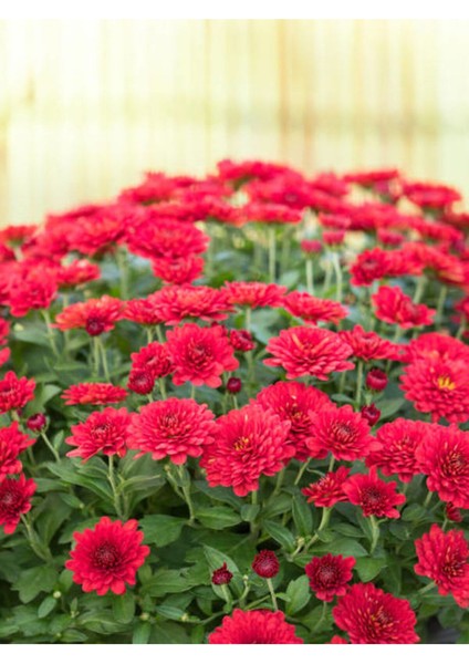 Videolu Kırmızı Renk Kasımpatı Çiçeği 1 Adet Saksılı 15-30 cm Teras Bahçe Bitkisi (Chrysanthemum) indirimleri