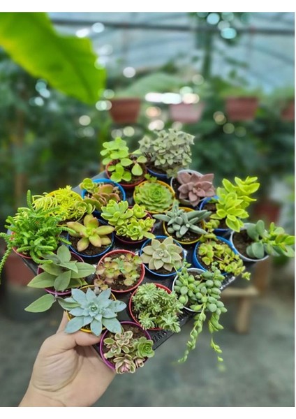 Videolu Karışık Sukulent Kaktüs Seti 3 Adet Saksılı 5-10 cm Özel Tür(Haworthia Fasciata)