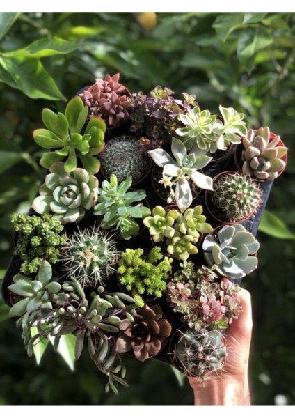 Videolu Karışık Sukulent Kaktüs Seti 3 Adet Saksılı 5-10 cm Özel Tür(Haworthia Fasciata)