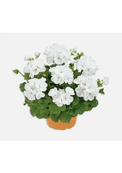 Videolu Beyaz Sakız Sardunya Çiçeği Fidanı 15-25 cm Saksılı Çiçekli Bodur Bitkiler Pelargonium fiyatları