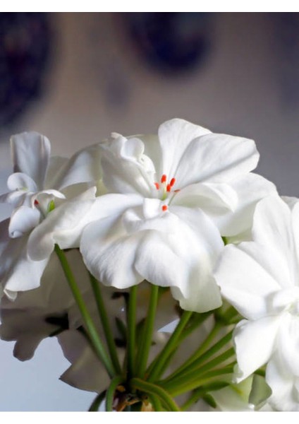 Videolu Beyaz Sakız Sardunya Çiçeği Fidanı 15-25 cm Saksılı Çiçekli Bodur Bitkiler Pelargonium modelleri