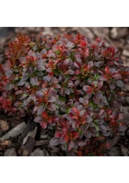 Videolu Bodur Berberis Çiçeği Fidanı 30-50 cm Saksılı Çiçekli Bodur Bitkiler (Berberis)