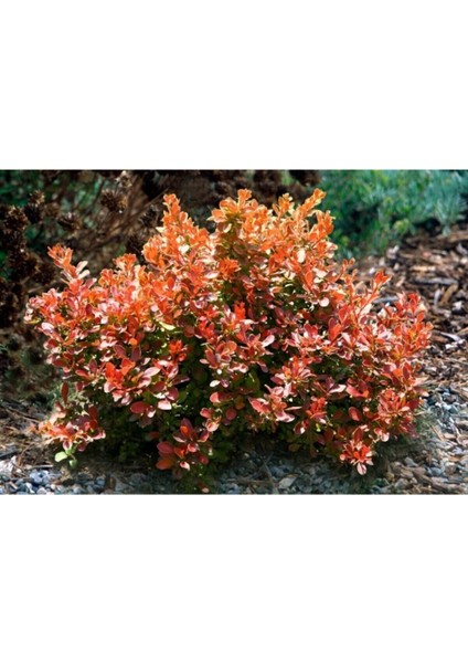 Videolu Bodur Berberis Çiçeği Fidanı 30-50 cm Saksılı Çiçekli Bodur Bitkiler (Berberis)