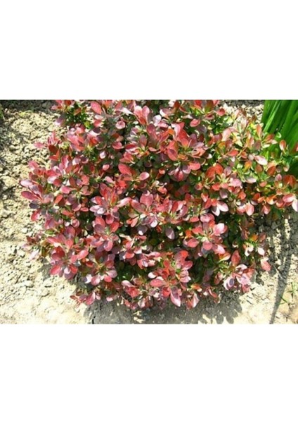 Videolu Bodur Berberis Çiçeği Fidanı 30-50 cm Saksılı Çiçekli Bodur Bitkiler (Berberis)