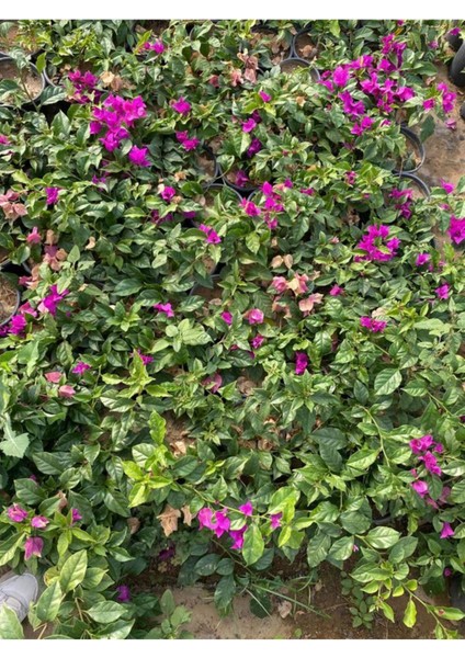 Videolu Mor Begonvil Çiçeği Fidanı 20-40 cm Saksılı Çiçekli Bodur Bitkiler Purple Bougainvillea fiyatları
