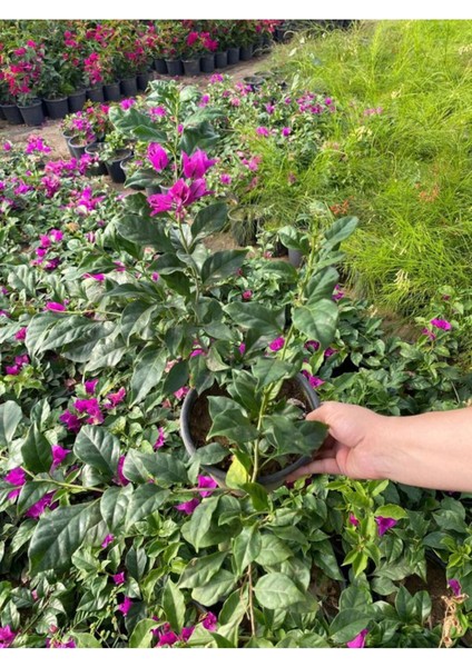 Videolu Mor Begonvil Çiçeği Fidanı 20-40 cm Saksılı Çiçekli Bodur Bitkiler Purple Bougainvillea modelleri