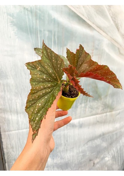 Videolu Mini Saksıda Çilli Benekli Begonya 1 Adet Saksılı 10-15 cm Salon Bitkisi (Begonia)