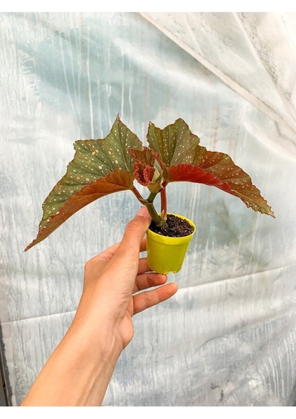 Videolu Mini Saksıda Çilli Benekli Begonya 1 Adet Saksılı 10-15 cm Salon Bitkisi (Begonia)