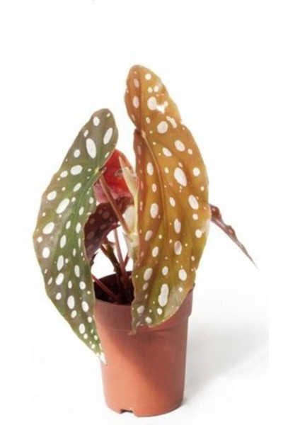 Videolu Mini Saksıda Çilli Benekli Begonya 1 Adet Saksılı 10-15 cm Salon Bitkisi (Begonia)