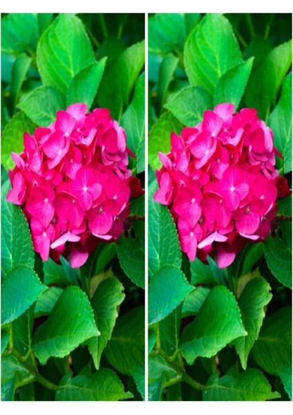Videolu 2 Adet Canlı Fuşya Renk Çiçekli Ortanca Fidanı 30-60 cm Tüplü Çiçekli Bodur Hydrangea