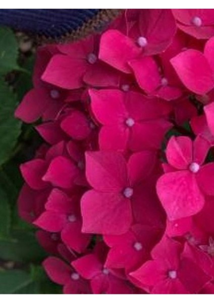 Videolu 2 Adet Canlı Fuşya Renk Çiçekli Ortanca Fidanı 30-60 cm Tüplü Çiçekli Bodur Hydrangea