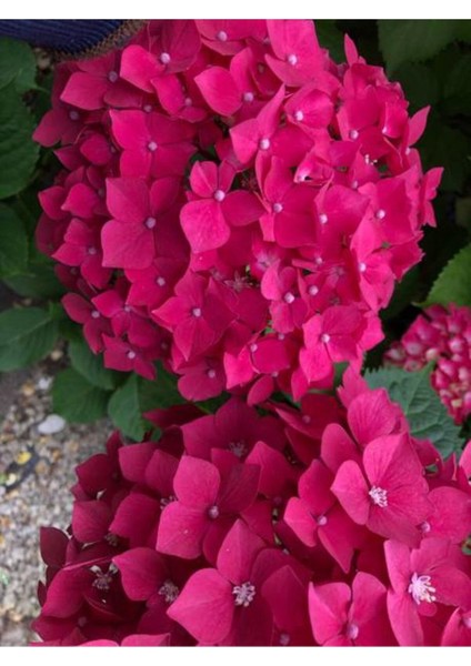 Videolu 2 Adet Canlı Fuşya Renk Çiçekli Ortanca Fidanı 30-60 cm Tüplü Çiçekli Bodur Hydrangea