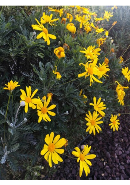 Videolu Sarı Çalı Papatyası Çiçeği Fidanı 23-40 cm Saksılı Çiçekli Bodur Bitkiler Euryops Pectinatus modelleri