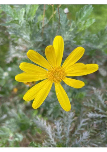 Videolu Sarı Çalı Papatyası Çiçeği Fidanı 23-40 cm Saksılı Çiçekli Bodur Bitkiler Euryops Pectinatus fırsatları
