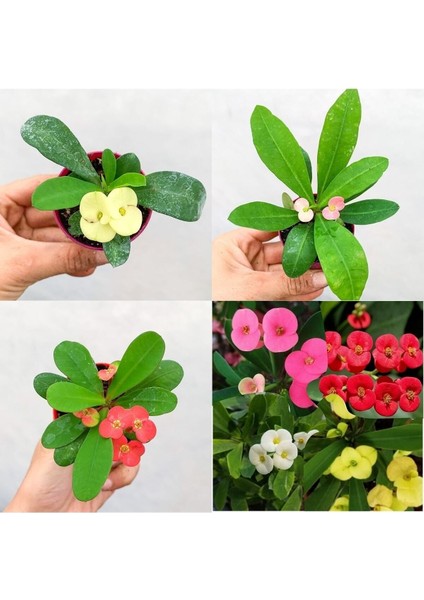 Videolu Mini 3'lü Karışık Milli Dikenler Tacı Çiçeği Fidanı 5-15 cm Saksılı Çiçekli Bodur Euphorbia