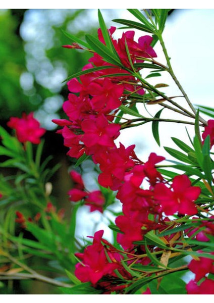 Videolu Kırmızı Bodur Zakkum Çiçeği Fidanı 25-40 cm Saksılı Çiçekli Bodur Bitkiler Red Oleander