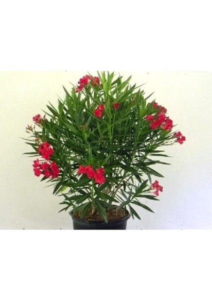Videolu Kırmızı Bodur Zakkum Çiçeği Fidanı 25-40 cm Saksılı Çiçekli Bodur Bitkiler Red Oleander