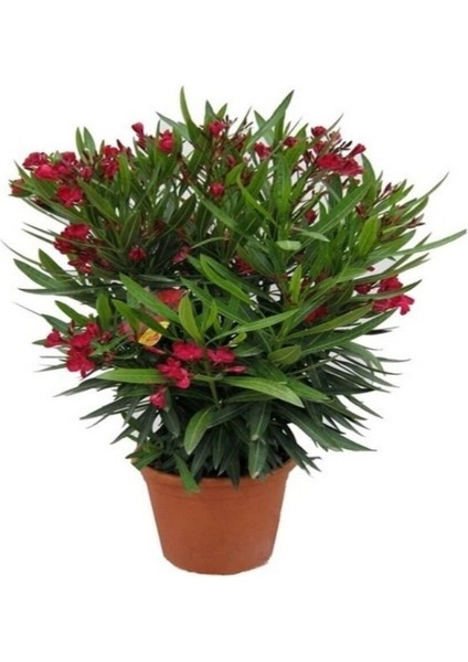 Videolu Kırmızı Bodur Zakkum Çiçeği Fidanı 25-40 cm Saksılı Çiçekli Bodur Bitkiler Red Oleander