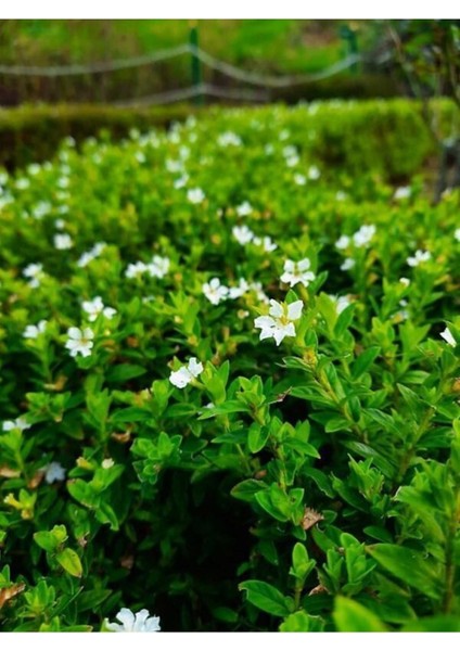 Videolu Beyaz Kufeya Cennet Çiçeği Fidanı 20-30 cm Saksılı Çiçekli Bodur Bitkiler White Cuphea