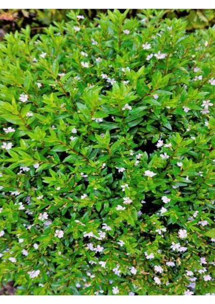 Videolu Beyaz Kufeya Cennet Çiçeği Fidanı 20-30 cm Saksılı Çiçekli Bodur Bitkiler White Cuphea modelleri