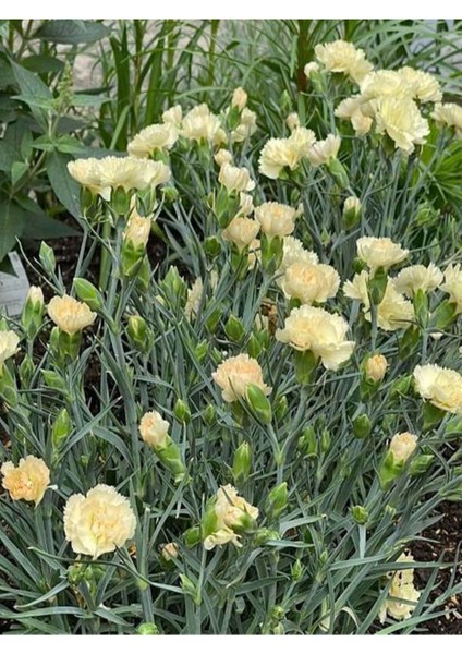Videolu Sarı Karanfil Çiçeği Fidanı 15-30 cm Saksılı Çiçekli Bodur Bitkiler Yellow Carnation