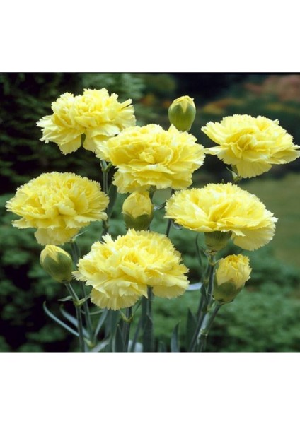 Videolu Sarı Karanfil Çiçeği Fidanı 15-30 cm Saksılı Çiçekli Bodur Bitkiler Yellow Carnation