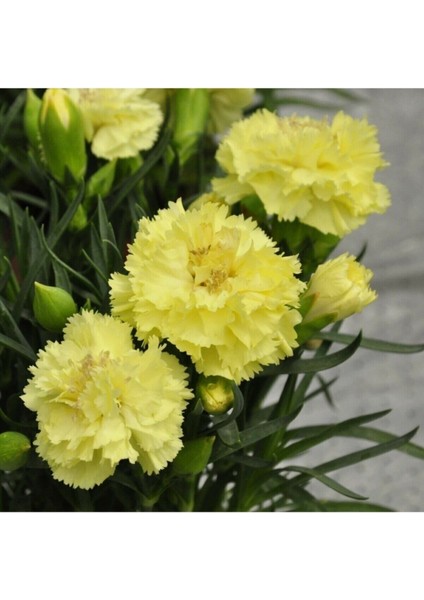 Videolu Sarı Karanfil Çiçeği Fidanı 15-30 cm Saksılı Çiçekli Bodur Bitkiler Yellow Carnation