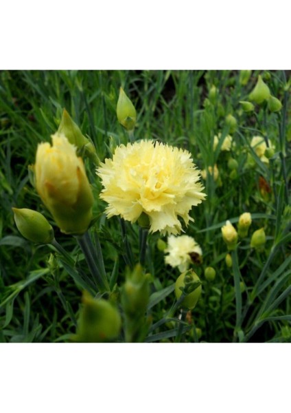 Videolu Sarı Karanfil Çiçeği Fidanı 15-30 cm Saksılı Çiçekli Bodur Bitkiler Yellow Carnation
