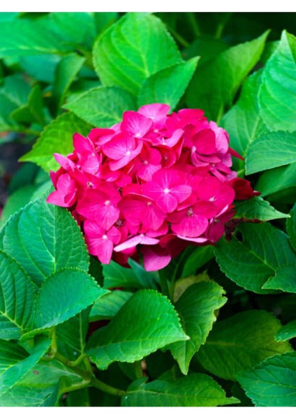 Videolu Özel Fuşya Renk Çiçekli Ortanca Fidanı 30-60 cm Tüplü Çiçekli Bodur Bitkiler Hydrangea