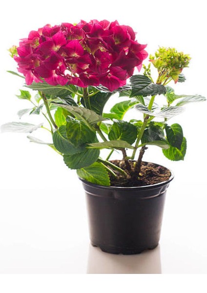 Videolu Özel Fuşya Renk Çiçekli Ortanca Fidanı 30-60 cm Tüplü Çiçekli Bodur Bitkiler Hydrangea