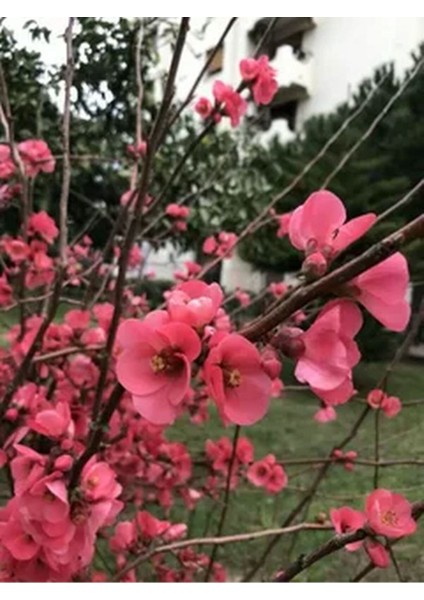 Videolu Pembe Bahar Dalı Çiçeği Fidanı 40-60 cm Saksılı Çiçekli Bodur (Spring Branch Flower)