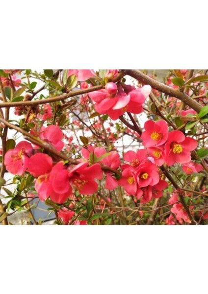 Videolu Pembe Bahar Dalı Çiçeği Fidanı 40-60 cm Saksılı Çiçekli Bodur (Spring Branch Flower) fiyatları