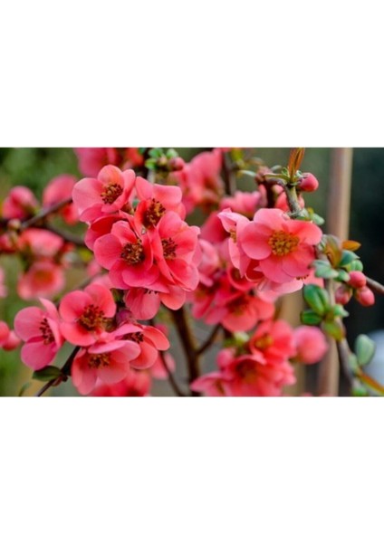 Videolu Pembe Bahar Dalı Çiçeği Fidanı 40-60 cm Saksılı Çiçekli Bodur (Spring Branch Flower) modelleri