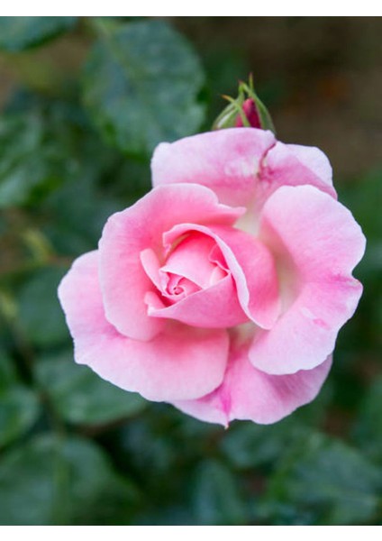 Videolu Canlı Yediveren Pembe Bodur Gül Fidanı 1 Adet Saksılı 30-60 cm Bahçe Bitkisi (Pink Rose)