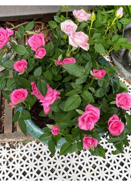 Videolu Canlı Yediveren Pembe Bodur Gül Fidanı 1 Adet Saksılı 30-60 cm Bahçe Bitkisi (Pink Rose)