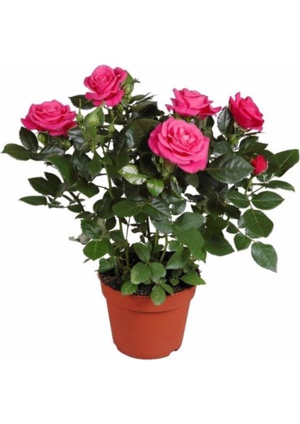 Videolu Canlı Yediveren Pembe Bodur Gül Fidanı 1 Adet Saksılı 30-60 cm Bahçe Bitkisi (Pink Rose)