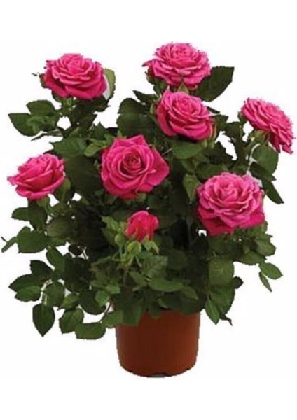 Videolu Canlı Yediveren Pembe Bodur Gül Fidanı 1 Adet Saksılı 30-60 cm Bahçe Bitkisi (Pink Rose)