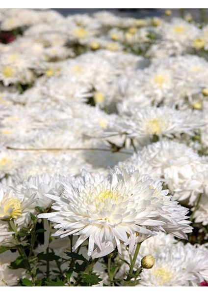Videolu 1 Adet Beyaz Kasımpatı Çiçeği Fidanı 15-25 cm Saksılı Çiçekli Bodur (Chrysanthemum)