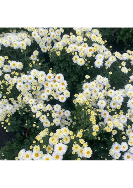 Videolu 1 Adet Beyaz Kasımpatı Çiçeği Fidanı 15-25 cm Saksılı Çiçekli Bodur (Chrysanthemum) modelleri