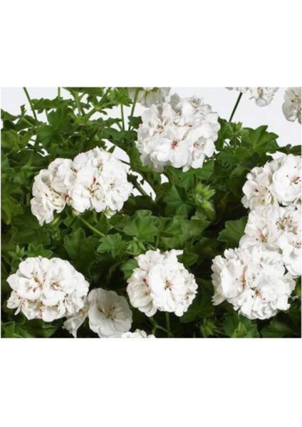 Sardunya Çiçeği Beyaz Saksılı fiyatları