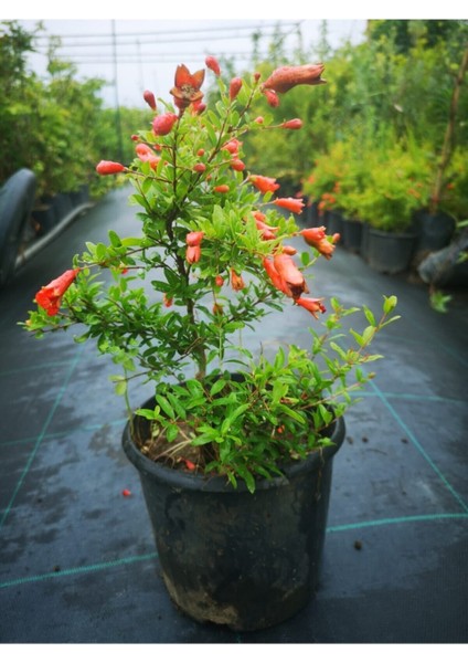 Videolu Bodur Süs Narı Fidanı 40-60 cm Saksılı Çiçekli Bodur Bitkiler Pomegranate Tree