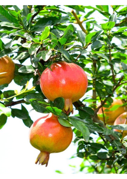 Videolu Bodur Süs Narı Fidanı 40-60 cm Saksılı Çiçekli Bodur Bitkiler Pomegranate Tree