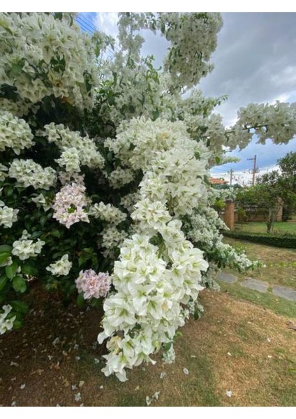 Videolu Beyaz Begonvil Sarmaşığı Çiçeği Fidanı 30-50 cm Saksılı Çiçekli Bodur (White Bougainvillea )