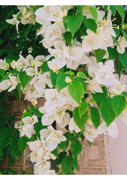 Videolu Beyaz Begonvil Sarmaşığı Çiçeği Fidanı 30-50 cm Saksılı Çiçekli Bodur (White Bougainvillea ) fırsatları