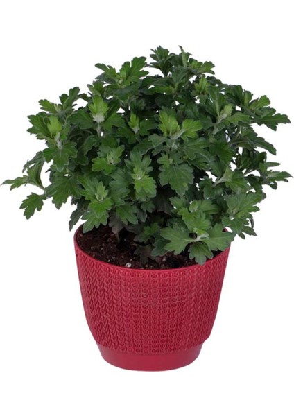 Kasımpatı Saksı’da (Chrysanthemum) Sarı Renk Krizentem Çiçeği modelleri