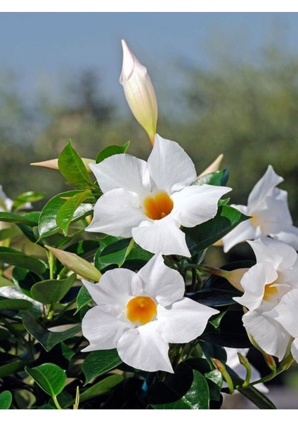 Videolu Kokulu Beyaz Mandavilla Sarmaşığı Çiçeği 3 Adet Saksılı/ Tüplü 50-70 cm (Mandavilla)