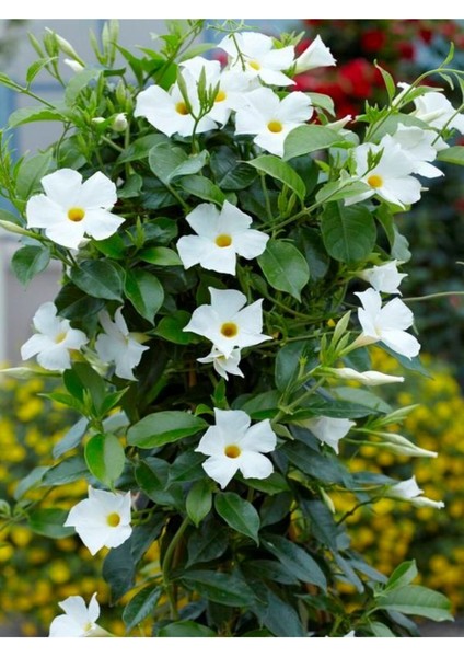 Videolu Kokulu Beyaz Mandavilla Sarmaşığı Çiçeği 3 Adet Saksılı/ Tüplü 50-70 cm (Mandavilla) fiyatları