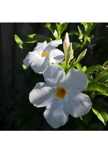 Videolu Kokulu Beyaz Mandavilla Sarmaşığı Çiçeği 3 Adet Saksılı/ Tüplü 50-70 cm (Mandavilla) modelleri