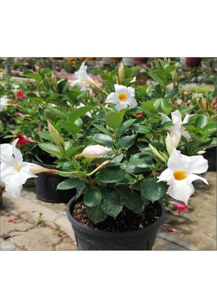 Videolu Kokulu Beyaz Mandavilla Sarmaşığı Çiçeği 3 Adet Saksılı/ Tüplü 50-70 cm (Mandavilla) fırsatları